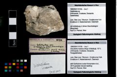 Foto (Objekt + Etikett) von Discutiolira moesica (Muţiu & Bădăluţă, 1971)  (NHMW-GEO-1990-0041-10156)